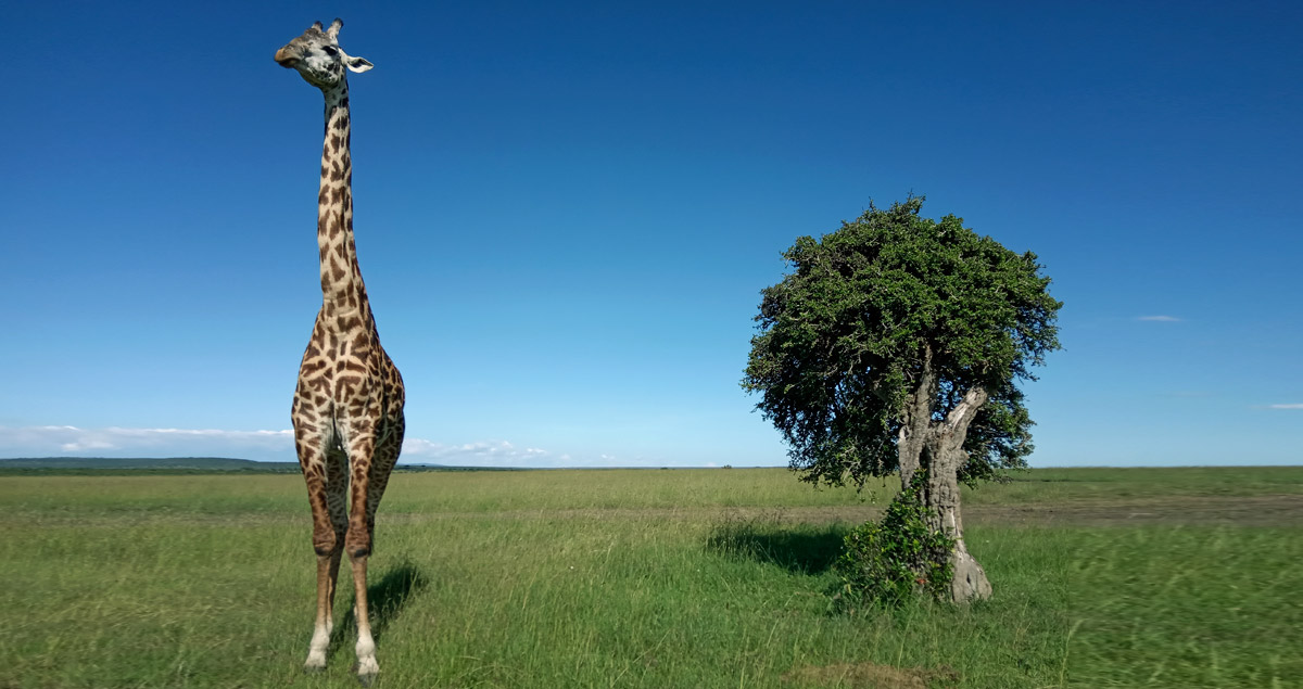 Жираф и дерево
