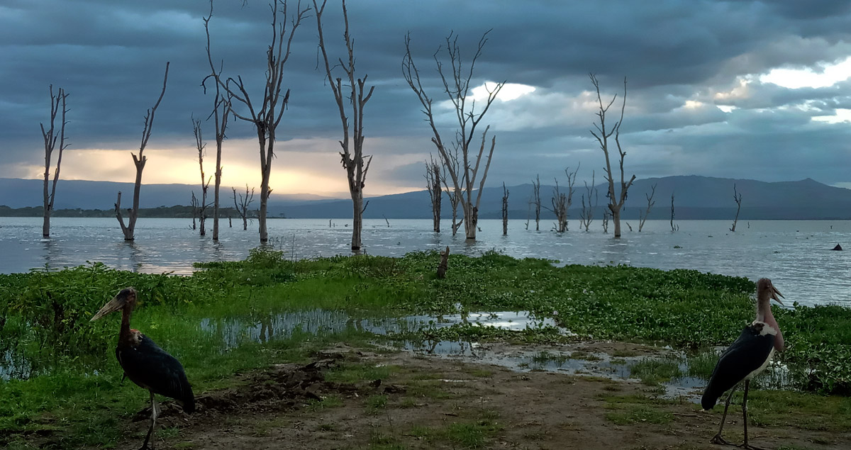 Озеро, деревья, Марабу