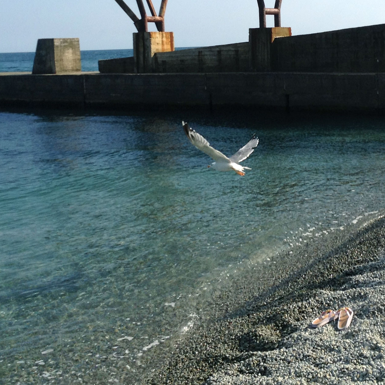 Чайка на пляже