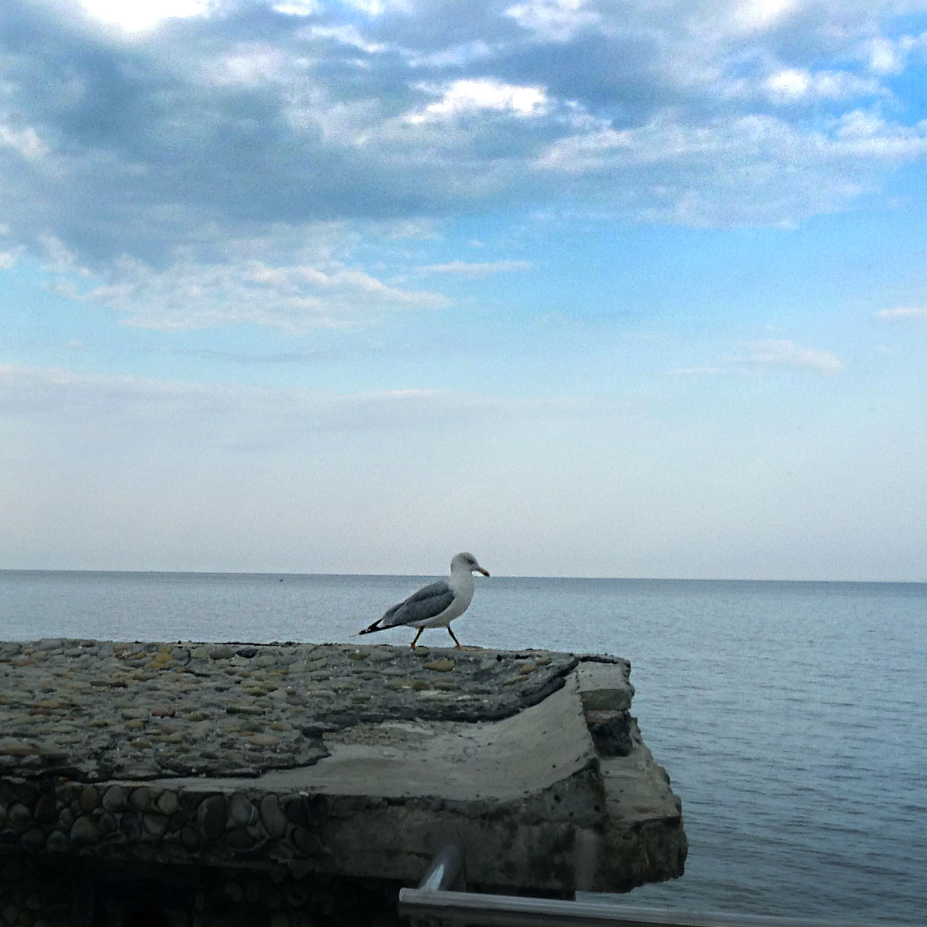 Чайка на пирсе